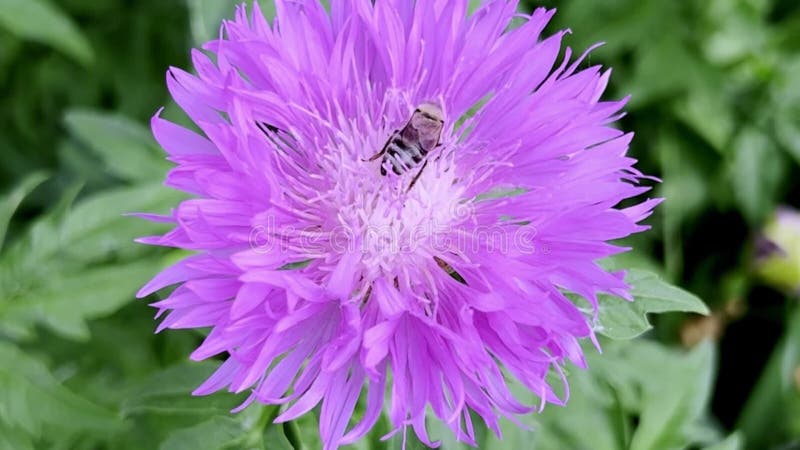 Bloemkool van cornbloem, voor het verzamelen van nectar van grote paarse bloemen en voor het dragen van stuifmeelkorrels. bijenbes