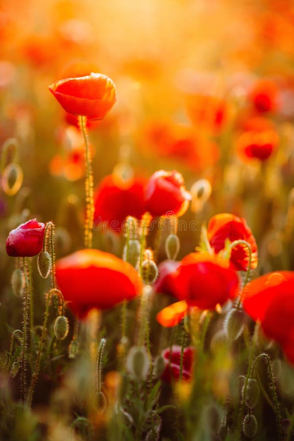 Bloempapaver die op achtergrondpapaversbloemen bloeien royalty-vrije stock foto's Bloempapaver die op achtergrondpapaversbloemen bloeien royalty-vrije stock foto's