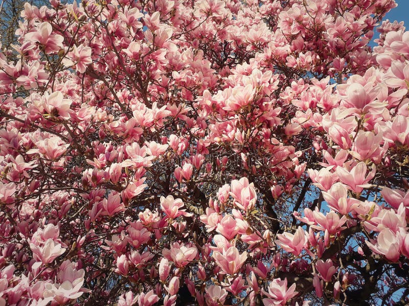 Bloesems van de de bloemcluster van de de lente de roze magnolia op de takken in het park royalty-vrije stock foto Bloesems van de de bloemcluster van de de lente de roze magnolia op de takken in het park royalty-vrije stock foto