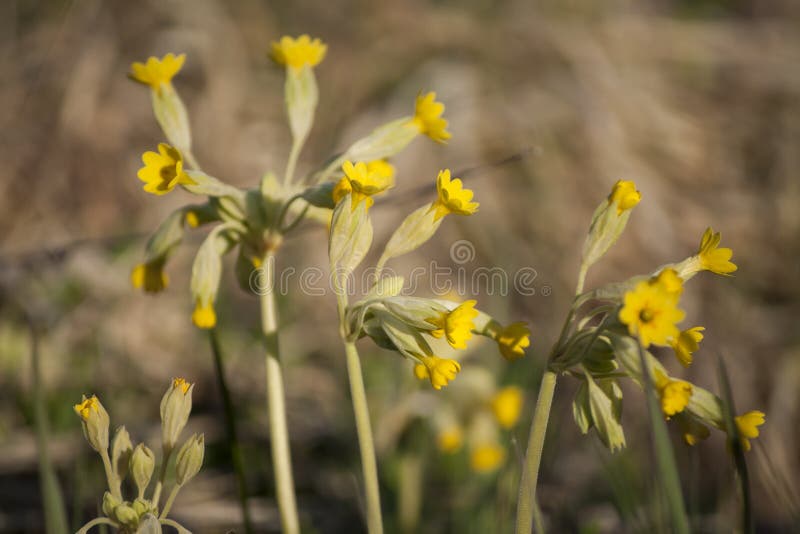Bloesems van de Primulaveris van geneeskrachtige installaties de gele sleutelbloemen in zonlicht stock foto Bloesems van de Primulaveris van geneeskrachtige installaties de gele sleutelbloemen in zonlicht stock foto
