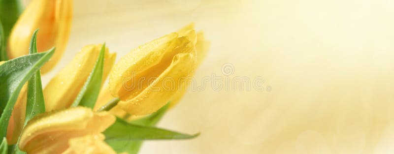 Blom- bakgrund med gula tulpanblommor royaltyfria bilder Blom- bakgrund med gula tulpanblommor royaltyfria bilder