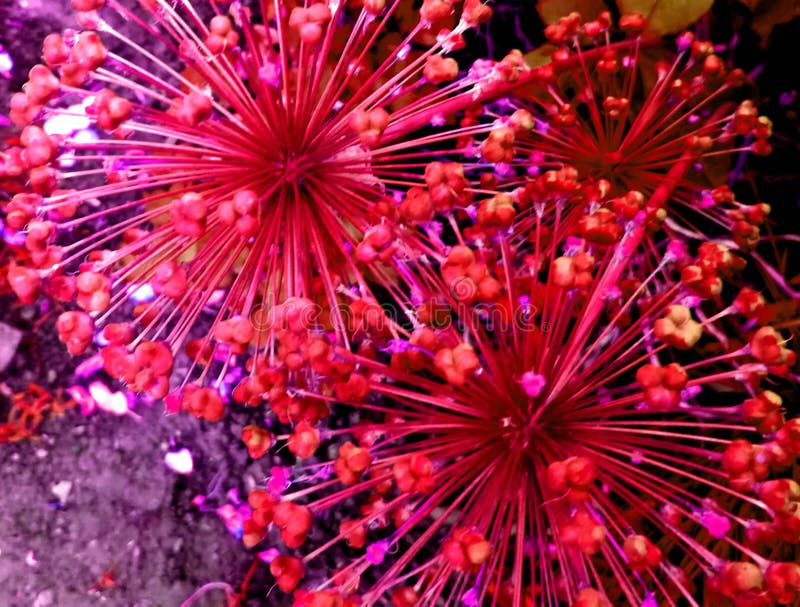 Blom- fyrverkerier royaltyfria bilder Blom- fyrverkerier royaltyfria bilder
