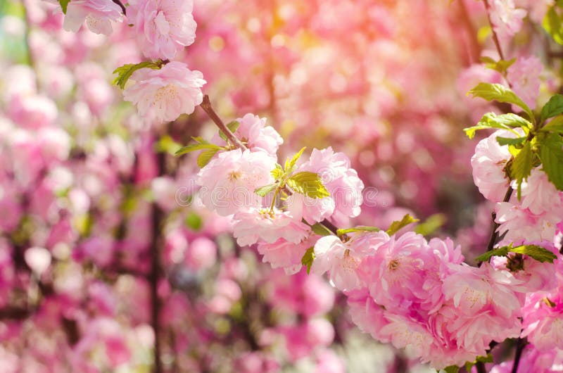 Blom för en rosbuske på våren med rosa blommor naturlig wallpaper Bakgrund för design Körsbärsröda sakura royaltyfri foto Blom för en rosbuske på våren med rosa blommor naturlig wallpaper Bakgrund för design Körsbärsröda sakura royaltyfri foto