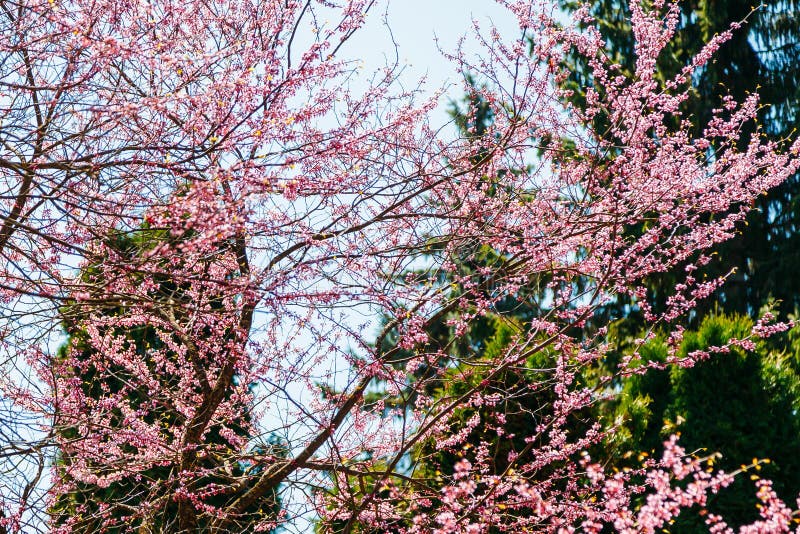 Blom för körsbärsrött träd i rosa blommor i vår arkivfoto Blom för körsbärsrött träd i rosa blommor i vår arkivfoto