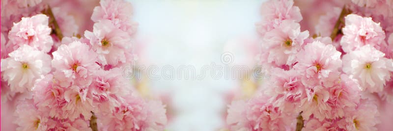 Blom- gräns med härliga sakura som blommar i den soliga dagen Romantiskt baner med blommor mot bokehbakgrund royaltyfria foton Blom- gräns med härliga sakura som blommar i den soliga dagen Romantiskt baner med blommor mot bokehbakgrund royaltyfria foton