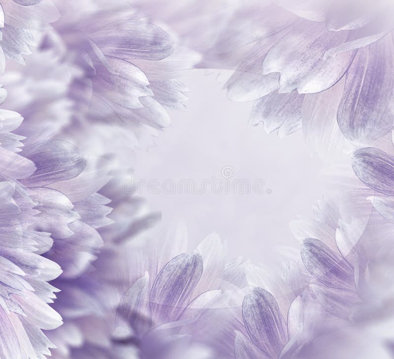 Blom- ljus - purpurf?rgad h?rlig bakgrund Blommor och kronblad av enr?d dahlia N?rbild vita tulpan f?r blomma f?r bakgrundssamman fotografering för bildbyråer Blom- ljus - purpurf?rgad h?rlig bakgrund Blommor och kronblad av enr?d dahlia N?rbild vita tulpan f?r blomma f?r bakgrundssamman fotografering för bildbyråer