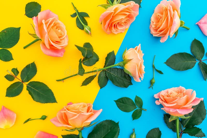 Blom- modell med rosa och orange rosor, knoppar och gräsplansidor på guling och blåttbakgrund Lekmanna- lägenhet, bästa sikt Blom royaltyfri fotografi Blom- modell med rosa och orange rosor, knoppar och gräsplansidor på guling och blåttbakgrund Lekmanna- lägenhet, bästa sikt Blom royaltyfri fotografi