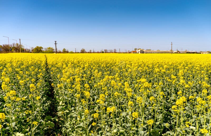 Blomande gula blommor royaltyfria foton