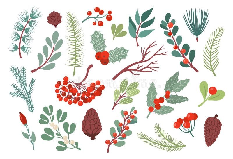 Blomblad av jultomtväxter. Naturlövträd med barrskog med växtträd med florförgrening och med kottar royaltyfri illustrationer