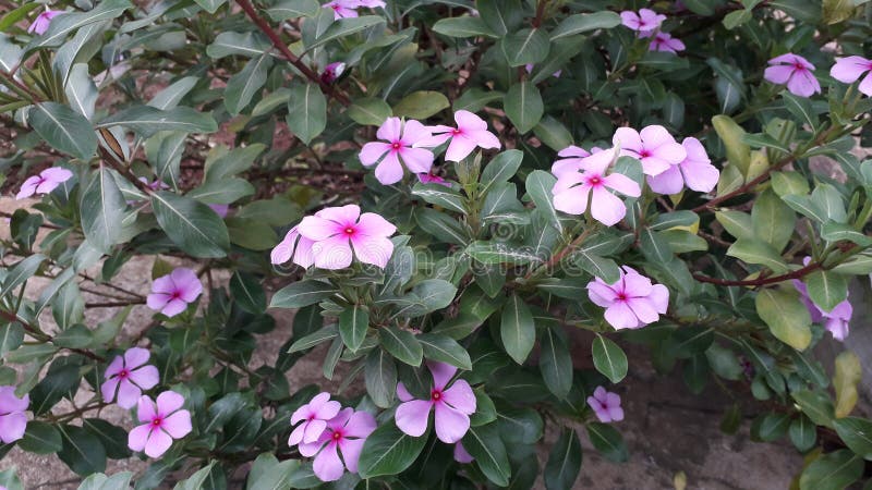 Blomkellplantan blommar vackert med en rosa färg i trädgården royaltyfri foto