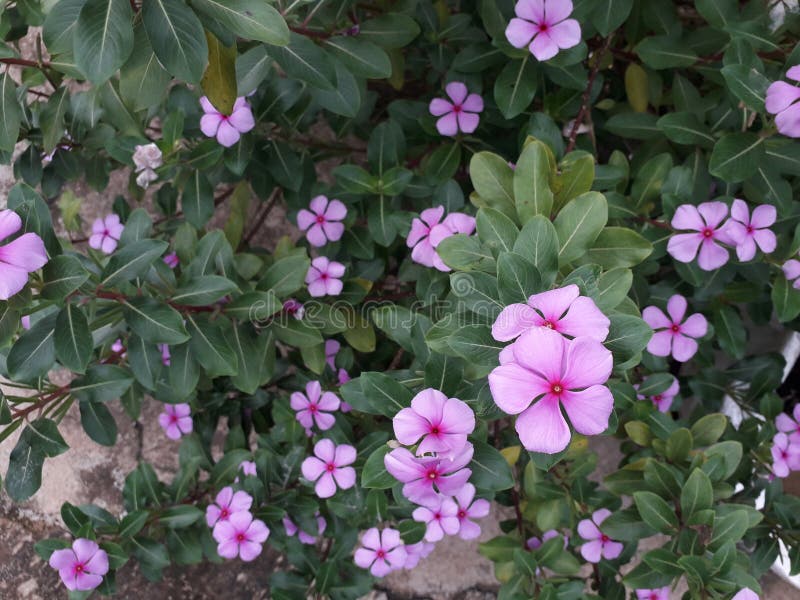 Blomkellplantan blommar vackert med en rosa färg i trädgården arkivfoton