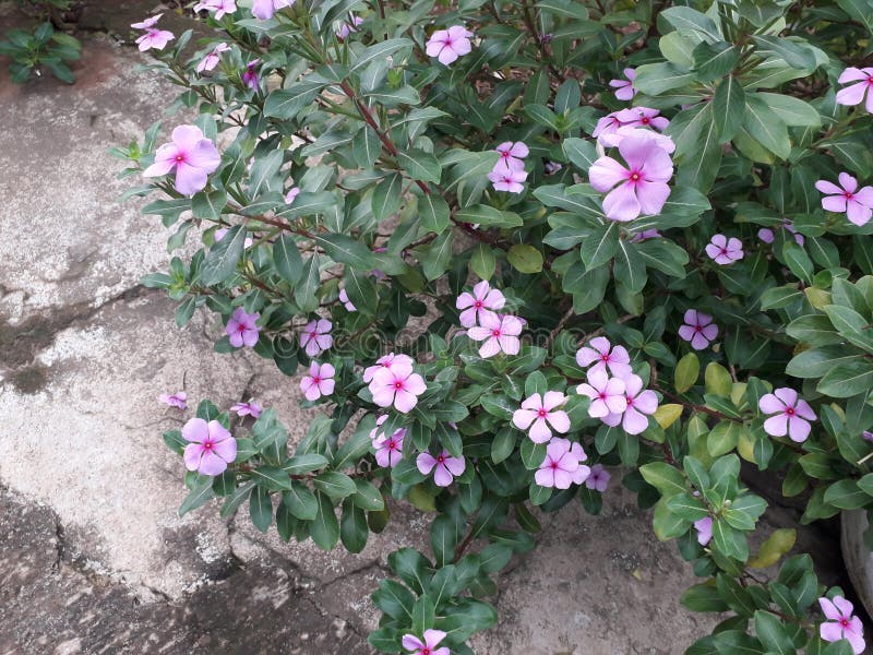 Blomkellplantan blommar vackert med en rosa färg i trädgården royaltyfria foton