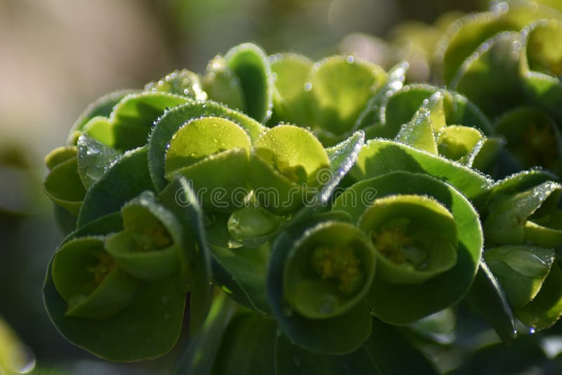 Blomknoppar av myrsköldpadda, myrsiniter från euphorbia royaltyfria foton
