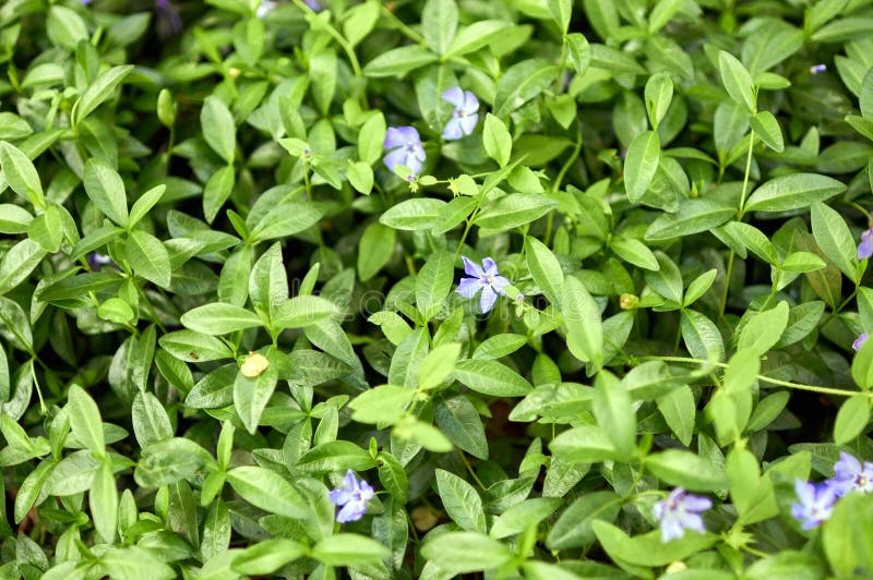 Blomkål. Blomhuvud och skogvegetation i Wild Vinca Periwinkle arkivbild