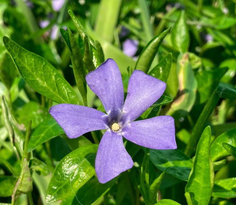 Blomkål (blått) med gröna blad royaltyfri fotografi
