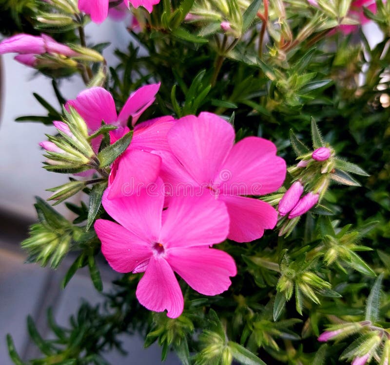 Blomkål (rosa blommor) arkivfoto