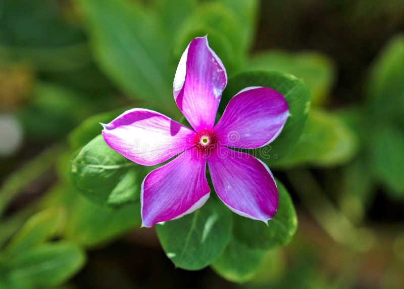 Blomkålsblommor, rosa rosa. arkivfoton