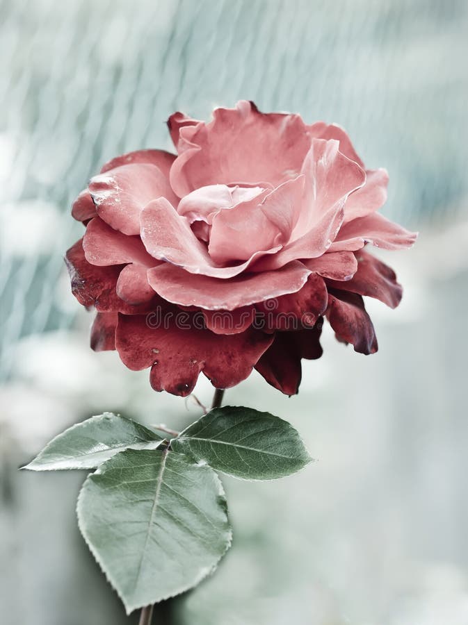 Download Blomma fotografering för bildbyråer. Bild av blurriness - 19792151