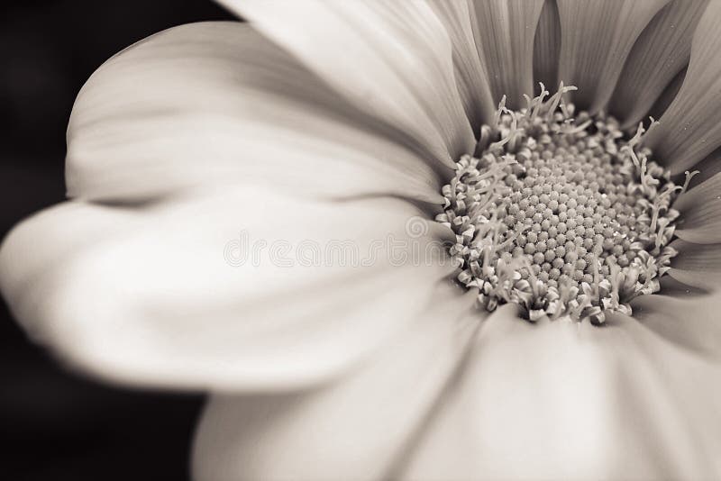 Blomma royaltyfria bilder