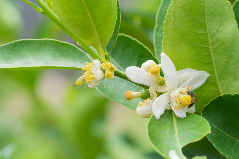 Blomma av citronträdfilialen royaltyfri bild Blomma av citronträdfilialen royaltyfri bild