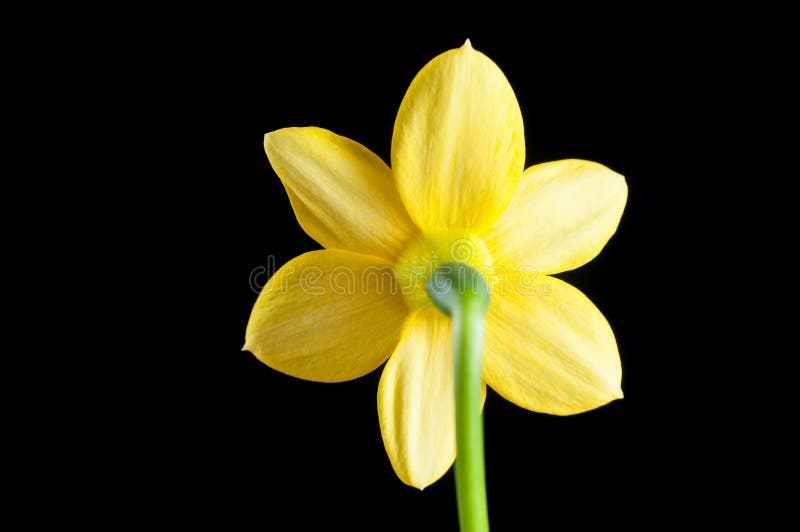 Blomma av den gula pingstliljanärbilden från den tillbaka sidan mot en svart bakgrund, isolat Kronblad och pistillar med ticles royaltyfria bilder Blomma av den gula pingstliljanärbilden från den tillbaka sidan mot en svart bakgrund, isolat Kronblad och pistillar med ticles royaltyfria bilder