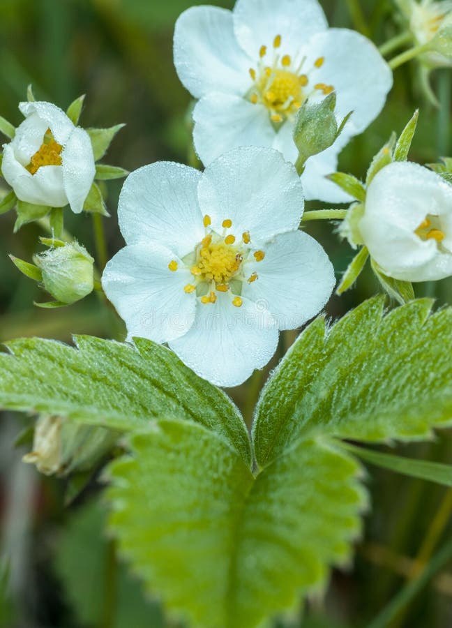 Close up of white flowers of wild strawberries. Close up of white flowers of wild strawberries