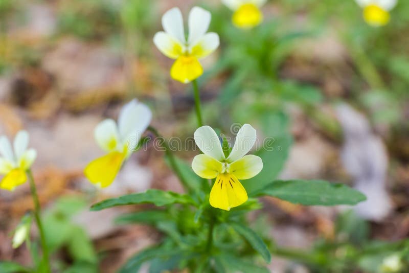 Blomma av närbilden för fältpensé på den selektiva fokusen royaltyfria bilder Blomma av närbilden för fältpensé på den selektiva fokusen royaltyfria bilder