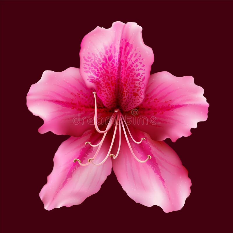 Blomma av rhododendronazalean som isoleras på färgrik bakgrund royaltyfri illustrationer Blomma av rhododendronazalean som isoleras på färgrik bakgrund royaltyfri illustrationer