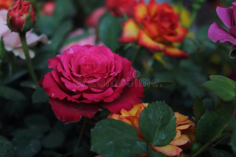 Blomma av rosen, med stora hjärta-formade kronblad, ryggar på stammen, ljusa och omväxlande färger som är vita som är rosa som är arkivfoto Blomma av rosen, med stora hjärta-formade kronblad, ryggar på stammen, ljusa och omväxlande färger som är vita som är rosa som är arkivfoto