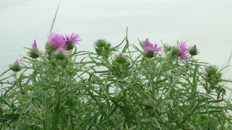 Blomma av släktet Thistle cirsium vulgare.