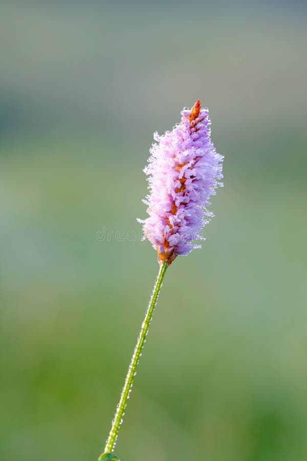 Blomma blomma arkivbild Blomma blomma arkivbild