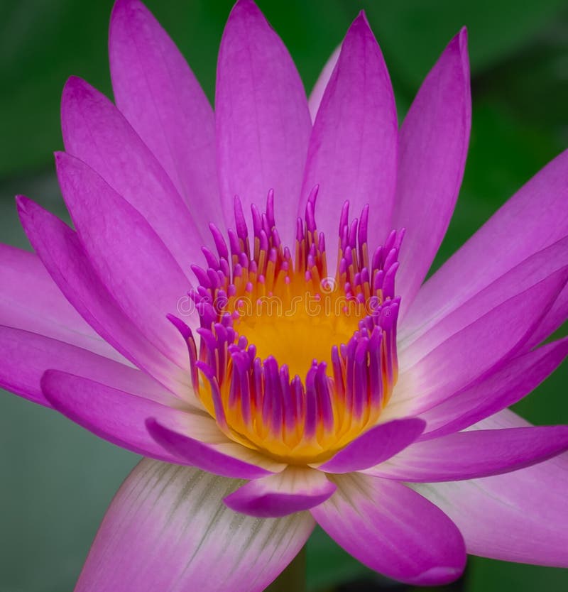 blomma blommalotusblommapink fotografering för bildbyråer blomma blommalotusblommapink fotografering för bildbyråer