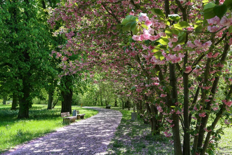 Blomma Cherry Alley i staden parkera arkivfoton Blomma Cherry Alley i staden parkera arkivfoton
