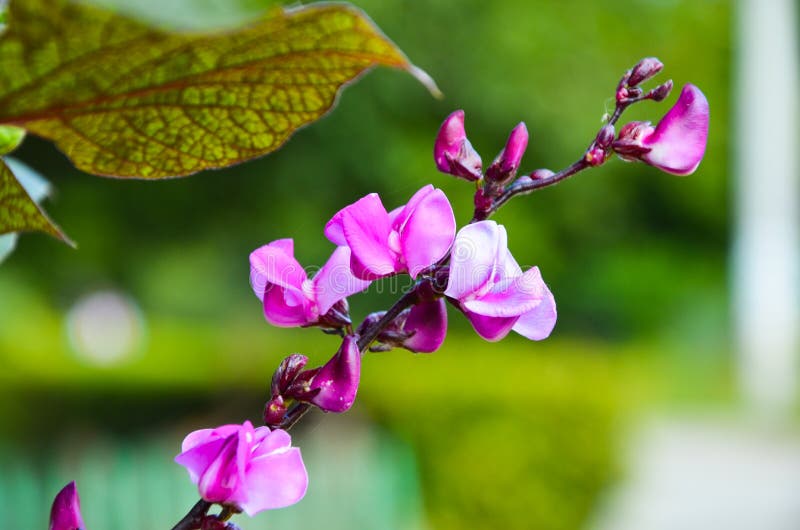 Blomma dekorativa bönor för filial royaltyfri fotografi