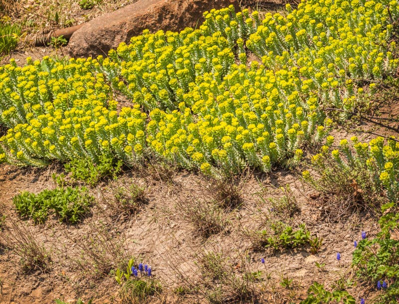 Blomma Euphorbiamyrsinites fotografering för bildbyråer
