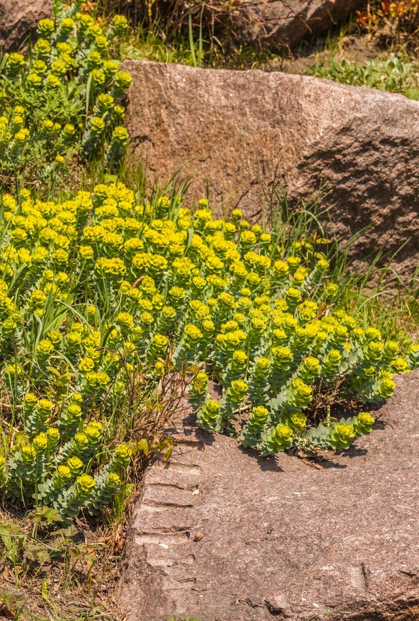 Blomma Euphorbiamyrsinites royaltyfri fotografi