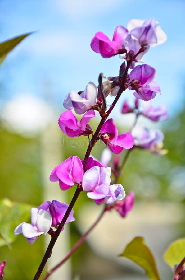 Blomma filialbönor arkivbild