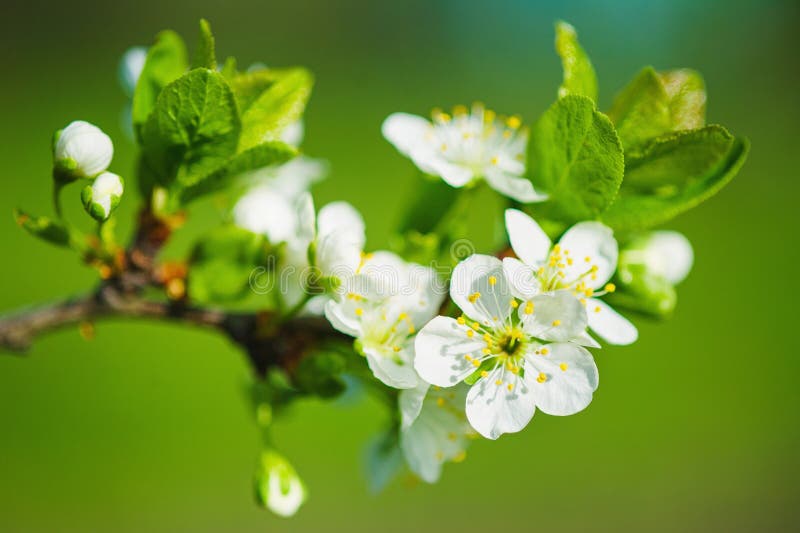 blomma filialCherrytree arkivbild blomma filialCherrytree arkivbild