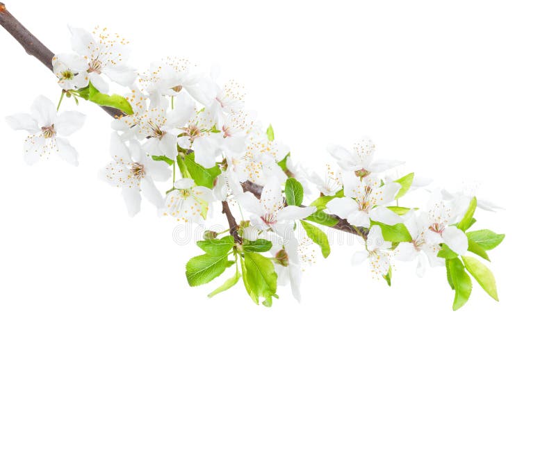 Blomma filialen av Apple-trädet som isoleras på vit bakgrund arkivbilder