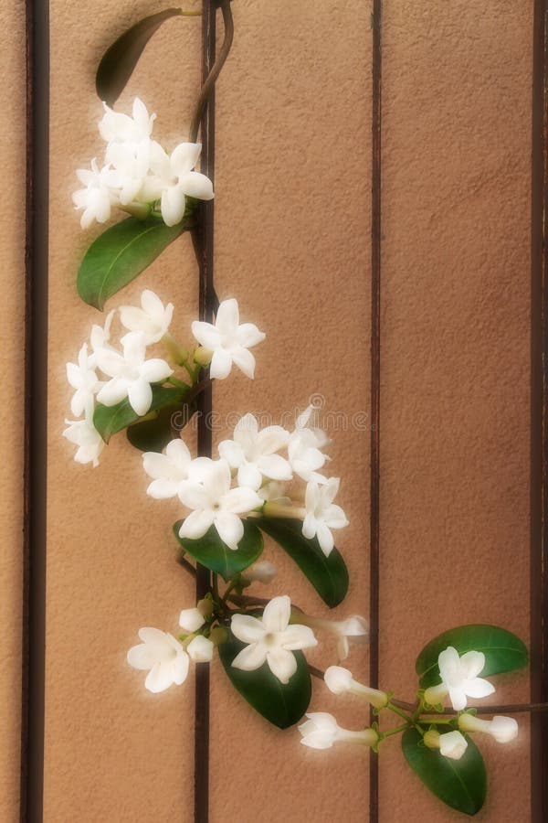 Blomma filialen av en jasmin av Madagaskar royaltyfri fotografi