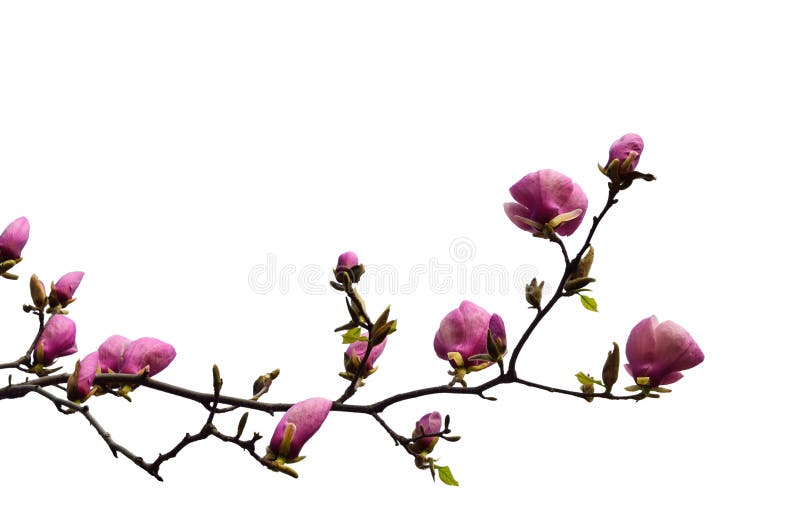 Blomma filialen av magnoliautklipp royaltyfri fotografi