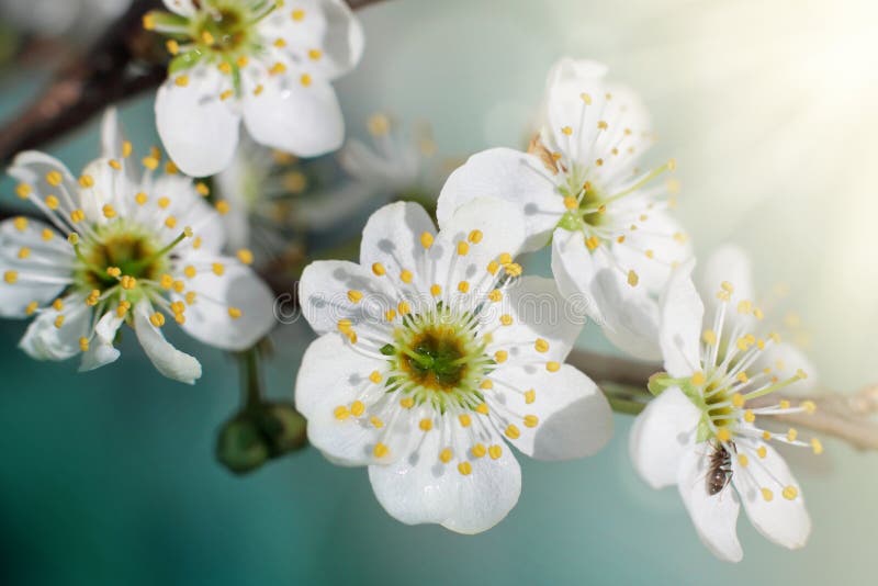 Blomma filialen av plommonslutet arkivfoto