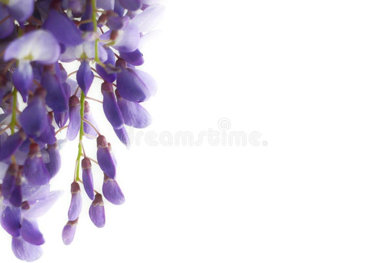Blomma filialen av wisteriaen, på vit, suddighet royaltyfri bild