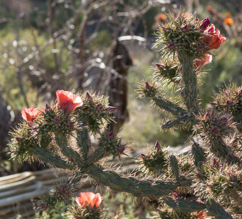 Blomma filialen Staghorn Cholla (versicolor Cylindropuntia) arkivbilder