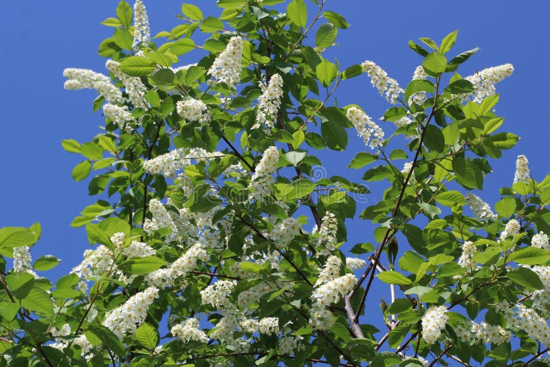 Blomma filialer av akacian mot den blåa himlen royaltyfri foto Blomma filialer av akacian mot den blåa himlen royaltyfri foto