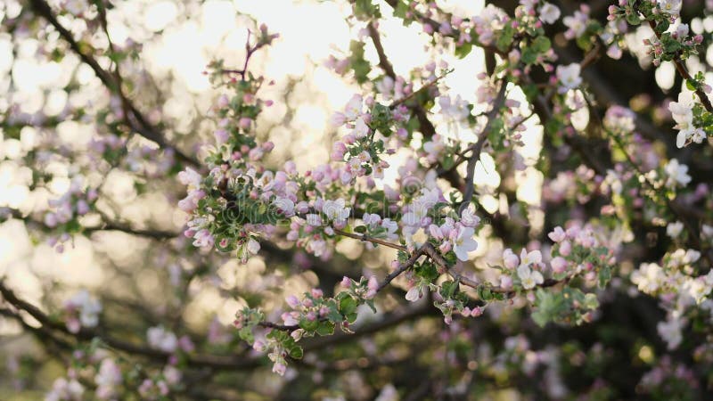 Blomma filialer av äppleträdet