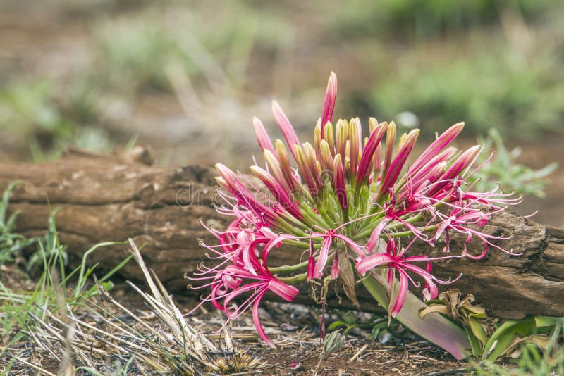 Blomma för blodlilja i den Kruger nationalparken, Sydafrika royaltyfri fotografi Blomma för blodlilja i den Kruger nationalparken, Sydafrika royaltyfri fotografi