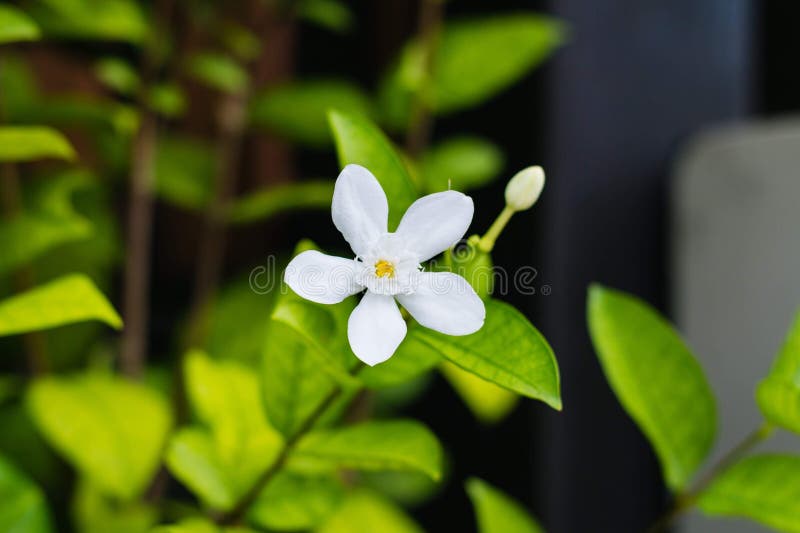 Blomma för Gerdenia kräppjasmin, vit blomma