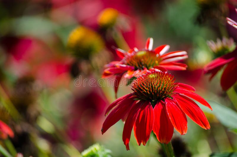 Blomma för ` för härlig salsa för echinacea`-sombrero röd i en vårsäsong på en botanisk trädgård royaltyfria bilder Blomma för ` för härlig salsa för echinacea`-sombrero röd i en vårsäsong på en botanisk trädgård royaltyfria bilder