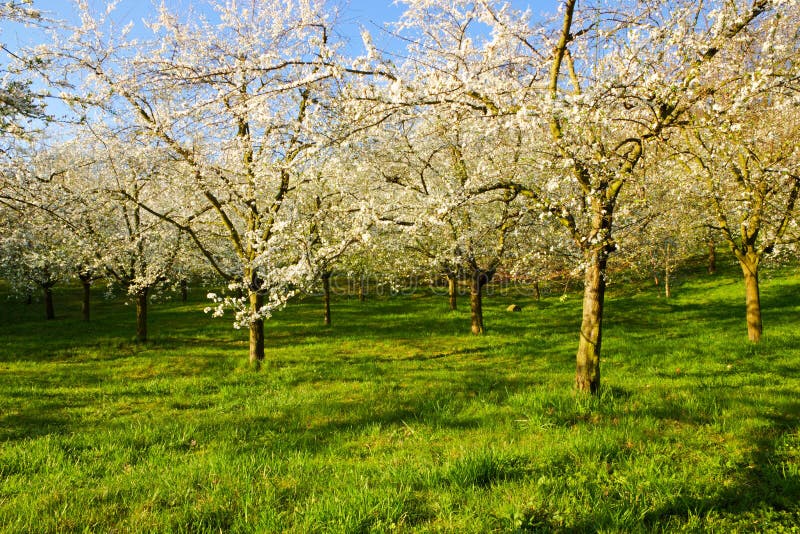 blomma för mandelar fotografering för bildbyråer blomma för mandelar fotografering för bildbyråer